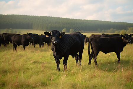 黑牛在草原上图片
