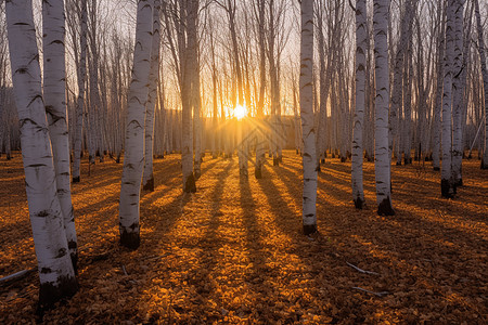 秋分水墨呼伦贝尔日落时的白桦林背景