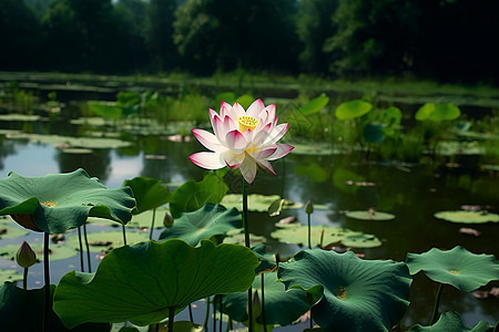 夏季荷花池背景图片