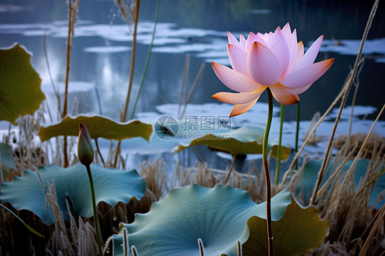 池塘的莲花图片