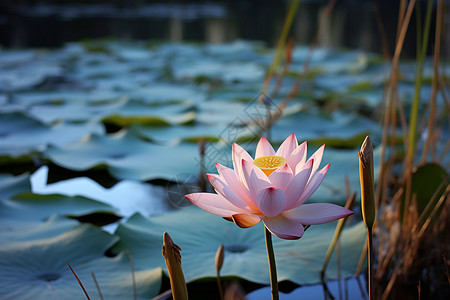 被风吹过的夏天被包围的莲花背景