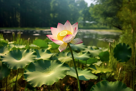 夏季的莲花图片