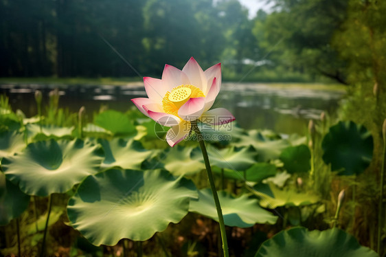 夏季的莲花图片