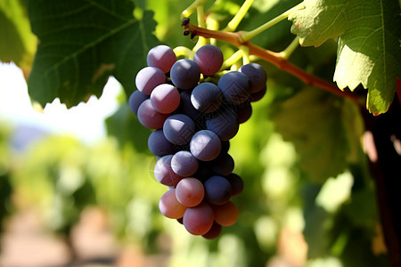 未成熟的葡萄背景图片