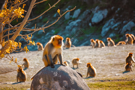 成群的猴子背景图片