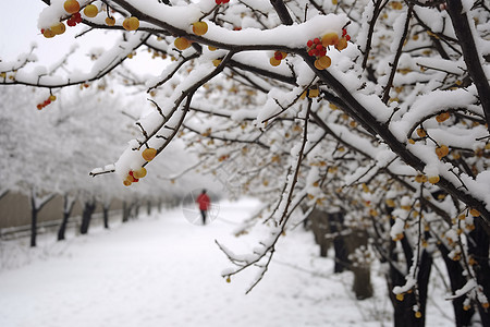 雪后的景色图片