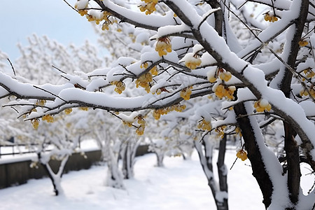 雪后的腊梅图片