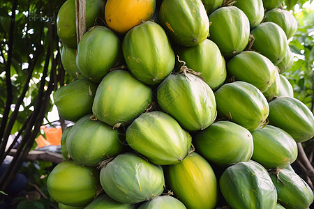 树上的木瓜热带果树高清图片