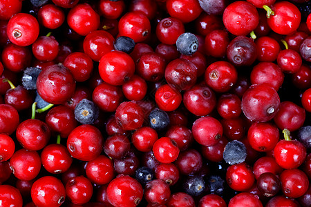 蓝莓蔓越莓红色的浆果背景