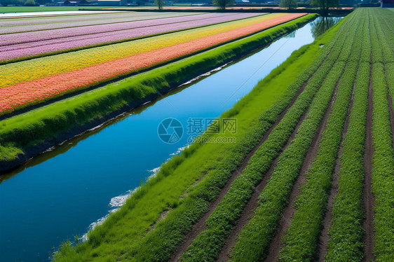郁金香灌溉渠图片