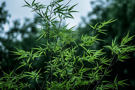 绿色的植物图片