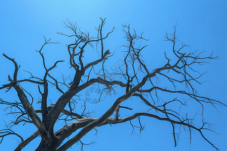 蓝天下的树枝背景图片