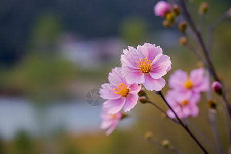 格桑花特写镜头背景图片