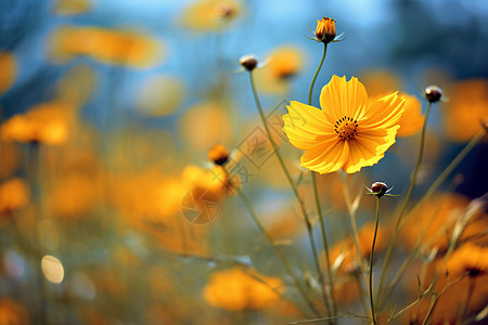 黄色小花背景图片