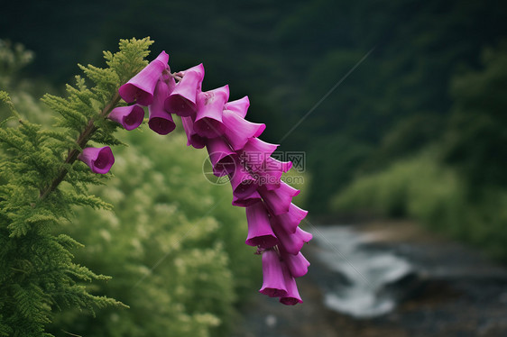 美丽的植物花朵图片