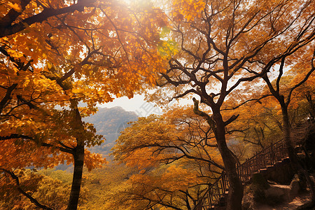 仙堂山仙塘山下的树林背景