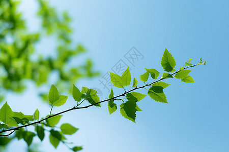 阳光下的叶子特写图片