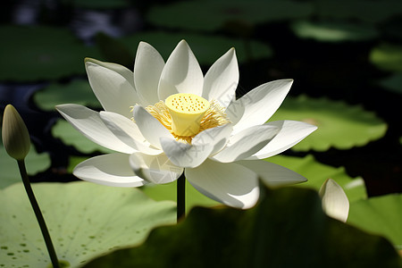 池塘里的莲花背景图片