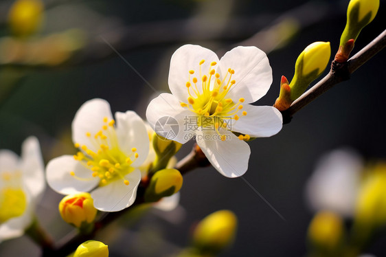 树枝上的花朵图片