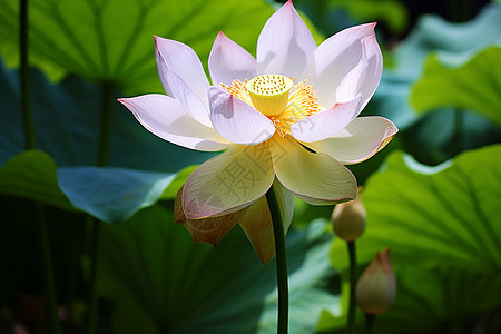 池塘中的荷花图片