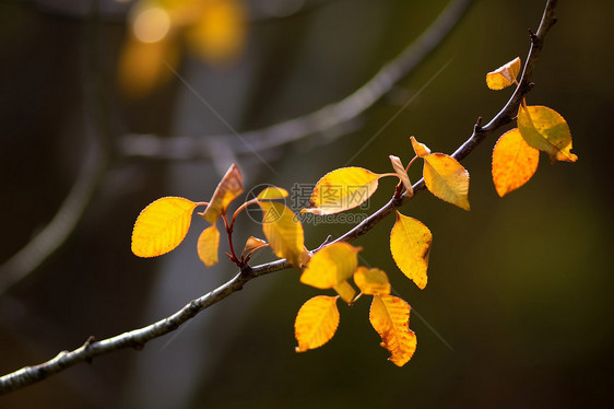 秋日里的树枝图片