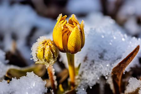 霜降节气冬天里的金盏花背景