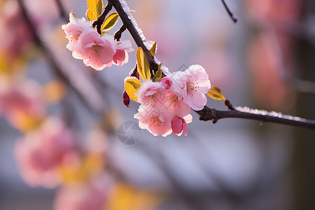 树枝上的桃花图片