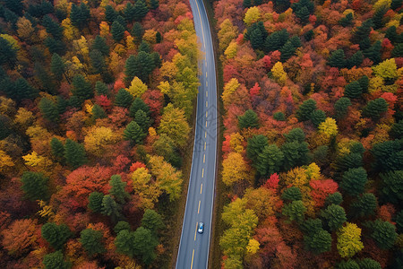 树林中的公路图片