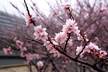 桃花树枝绽放的粉色桃花背景