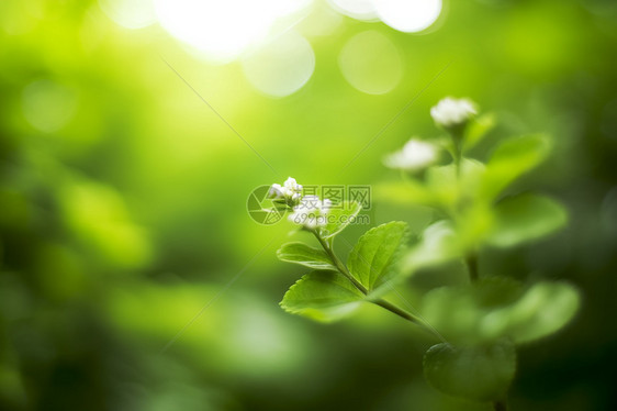 绿色植物图片