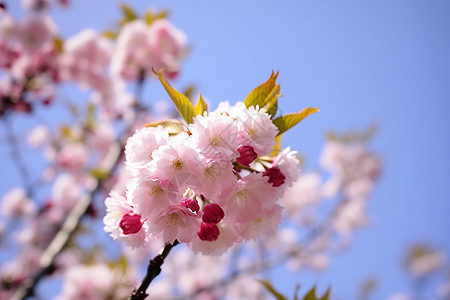 粉色樱花花瓣图片