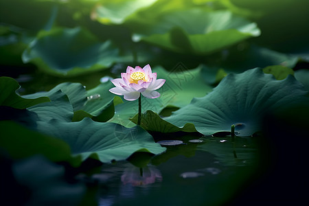 美丽的荷花池图片