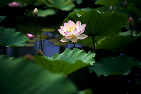 夏季池塘荷叶图片