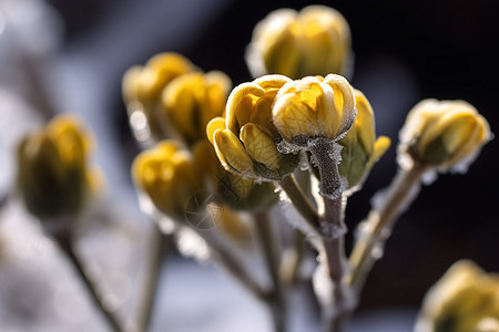 枯萎植物上的霜图片