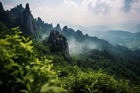 户外植物灌木丛图片