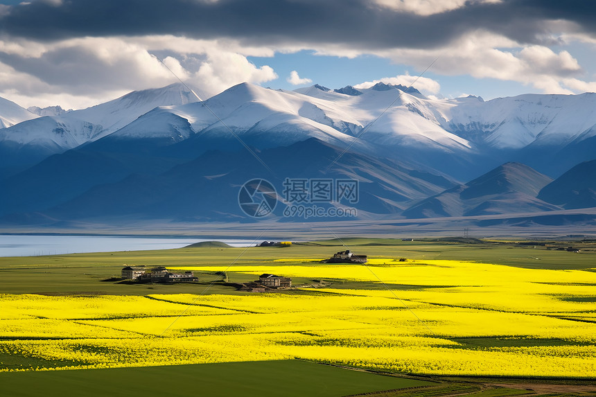 农村的油菜花花海图片