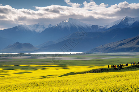 草原花海乡村田地里的油菜花背景