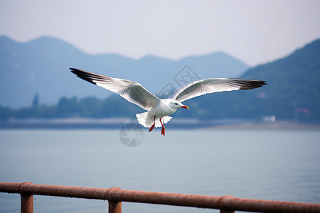 海边飞翔的海鸥图片