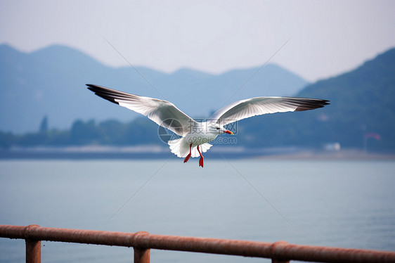 海边飞翔的海鸥图片