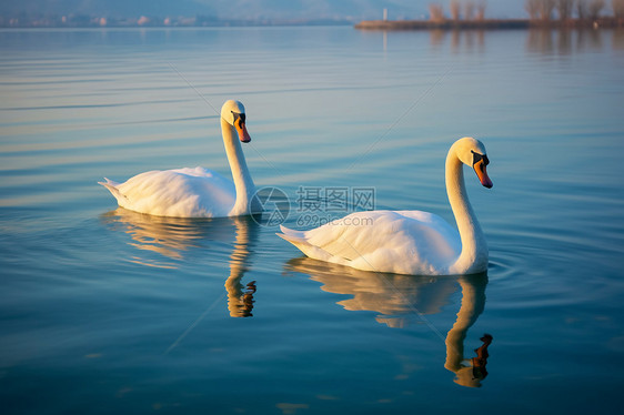 湖里白色的天鹅图片
