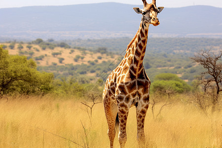 荒野中的长颈鹿图片