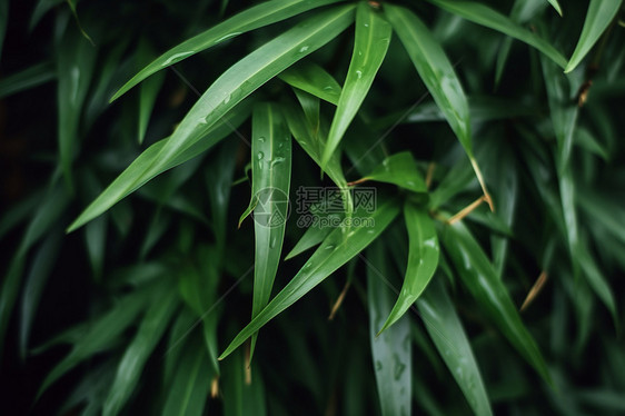 竹叶上的雨滴图片