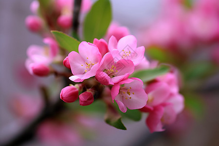 桃花酿美丽的植物花朵背景
