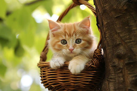 篮子里可爱的小猫图片