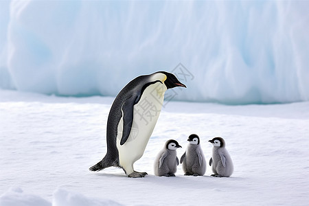 南极洲的企鹅背景图片