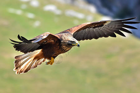 飞行的野生动物鹰图片