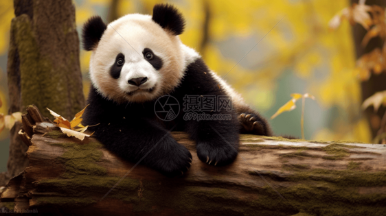 动物园的大熊猫图片