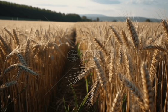 在农田中成长的小麦图片