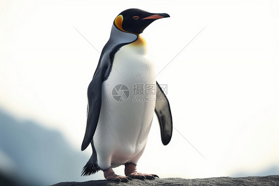 野生的动物企鹅图片