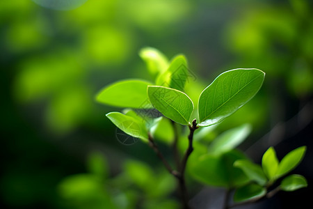 有趣的植物图片